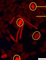 Dual sgRNA-based Targeted Deletion of Large Genomic Regions and Isolation of Heritable <em>Cas9-free</em> Mutants in <em>Arabidopsis</em>