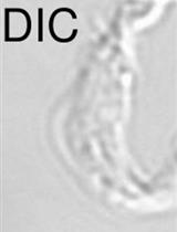 Estimation of the Minimum Number of Replication Origins Per Chromosome in any Organism