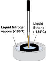 Isolation and CryoTEM of Phages Infecting Bacterial Wine Spoilers