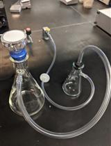 <em>Candida albicans</em> Culture, Cell Harvesting, and Total RNA Extraction