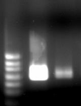 Colorimetric RT-LAMP Methods to Detect Severe Acute Respiratory Syndrome Coronavirus 2 (SARS-CoV-2)