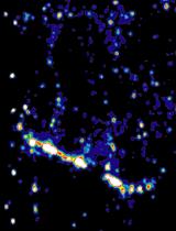 Super-resolution Imaging of the T cell Central Supramolecular Signaling Cluster Using Stimulated Emission Depletion Microscopy