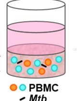 Generating Three-dimensional Human Granulomas in vitro to Study Mycobacterium tuberculosis-host Interaction