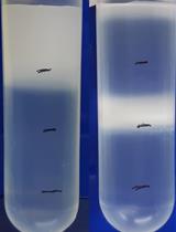 Giant Mimiviridae CsCl Purification Protocol