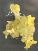 农杆菌介导的罗勒(Ocimum basilicum)转化