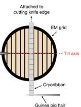 Serial Cryomicrotomy of Saccharomyces cerevisiae for Serial Electron Cryotomography
