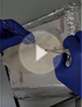 Dissecting the Rat Mammary Gland: Isolation, Characterization, and Culture of Purified Mammary Epithelial Cells and Fibroblasts