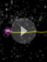 活体背根节神经元中呼肠孤病毒转运的共聚焦显微镜观察