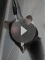 Visual-looming Shadow Task with in-vivo Calcium Activity Monitoring to Assess Defensive Behaviors in Mice