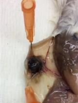 磁辅助流式细胞术检测体内肿瘤细胞以量化对磁性氧化铁纳米粒子的特异性反应