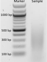 Chromatin Immunoprecipitation (ChIP) to Assess Histone Marks in Auxin-treated <em>Arabidopsis thaliana</em> Inflorescence Tissue