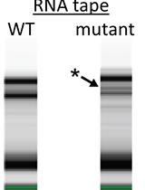 Ribosome Purification from an α-proteobacterium and rRNA Analysis by Northern Blot