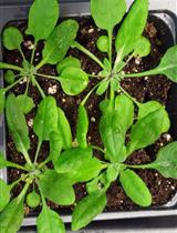 Pipecolic Acid Quantification Using Gas Chromatography-coupled Mass Spectrometry