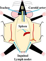 Analysis of B Cell Migration by Intravital Microscopy
