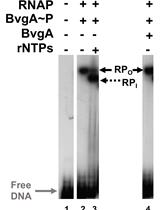 Combining 	Gel Retardation and Footprinting to Determine Protein-DNA Interactions of Specific and/or Less Stable Complexes