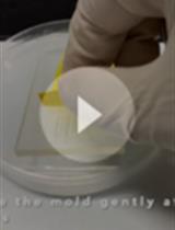 Use of Optogenetic Amyloid-β to Monitor Protein Aggregation in <em>Drosophila melanogaster</em>, <em>Danio rerio</em> and <em>Caenorhabditis elegans</em>