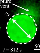 Mechanical Characterization of Glandular Acini Using a Micro-indentation Instrument