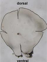 用于图像采集的成年斑马鱼视网膜的整体免疫组化研究