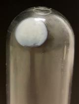 细菌外膜囊泡的制备及其原生环境中周质蛋白的表征