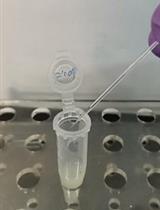 Pea Aphid Rearing, Bacterial Infection and Hemocyte Phagocytosis Assay