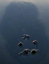 Antimicrobial Sensitivity Assay for Bdellovibrio bacteriovorus