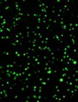Lipid Droplet Isolation from Arabidopsis thaliana Leaves
