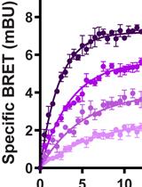 Equilibrium and Kinetic Measurements of Ligand Binding to HiBiT-tagged GPCRs on the Surface of Living Cells