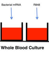 RNA ImmunoGenic Assay: A Method to Detect Immunogenicity of in vitro Transcribed mRNA in Human Whole Blood