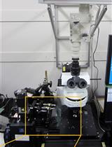 渐变气味刺激下秀丽隐杆线虫神经元活动的钙成像