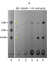 Non-radioactive Assay to Determine Product Profile of Short-chain Isoprenyl Diphosphate Synthases
