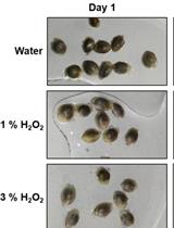 Development and Standardization of Rapid and Efficient Seed Germination Protocol for Cannabis sativa