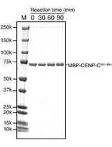 CDK1体外磷酸化CENP-C的研究