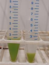 Stable Transformation of Arabidopsis thaliana Cell Suspension Cultures: A Case Study for the Overexpression of The COI1 Receptor