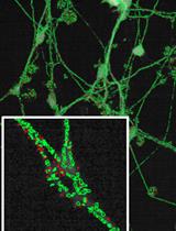 A Parkinson’s Disease-relevant Mitochondrial and Neuronal Morphology High-throughput Screening Assay in LUHMES Cells