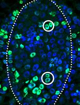 A Pulse–chase EdU Method for Detection of Cell Division Orientation in Arabidopsis and Juncus prismatocarpus Leaf Primordia