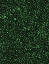 Efficient Transient Gene Knock-down in Tobacco Plants Using Carbon Nanocarriers