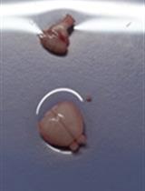 Establishing an Adult Mouse Brain Hippocampal Organotypic Slice Culture System that Allows for Tracing and Pharmacological Manipulation of ex vivo Neurogenesis