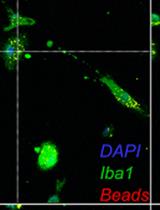 A Rigorous Quantitative Approach to Analyzing Phagocytosis Assays