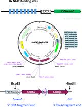 Multiplex T-cell Stimulation Assay Utilizing a T-cell Activation Reporter-based Detection System