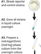 用荧光激活细胞分类术和荧光定量PCR技术分析铜绿假单胞菌环二鸟苷酸的高低亚群