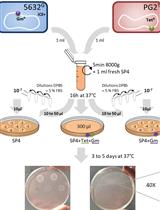 Bacterial Conjugation Protocol for Ruminant Mycoplasmas 