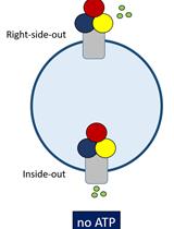 利用重构酵母细胞膜的多胺转运实验