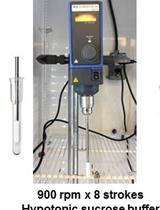 Preparation of Synaptoneurosomes to Study the Synapse in the Murine Cerebral Cortex