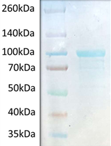 A One-enzyme RT-qPCR Assay for SARS-CoV-2, and Procedures for Reagent Production