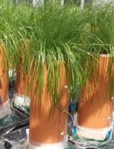 用于测量溶质迁移、植物生长和土壤生物区系的重装土柱的设计和建造