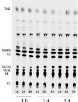 Using 14C-acetate Pulse-chase Labeling to Study Fatty Acid and Glycerolipid Metabolism in Plant Leaves