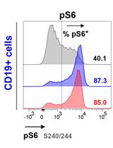 A Versatile Protocol to Quantify BCR-mediated Phosphorylation in Human and Murine B Cell Subpopulations