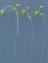 Histochemical Staining of Suberin in Plant Roots