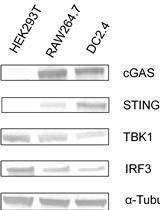 In vitro STING Activation with the cGAMP-STINGΔTM Signaling Complex