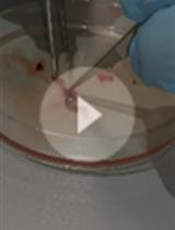 Isolation of Murine Primary Aortic Smooth Muscle Cells